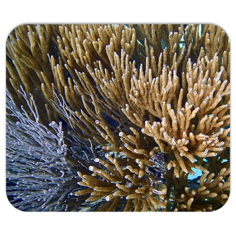 Mousepad- Soft Coral