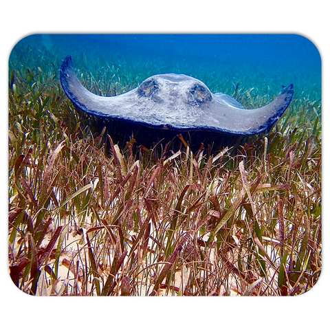 Mousepad- Stingray