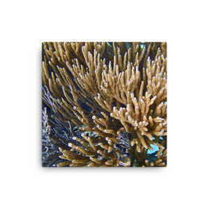 Canvas- Soft Coral