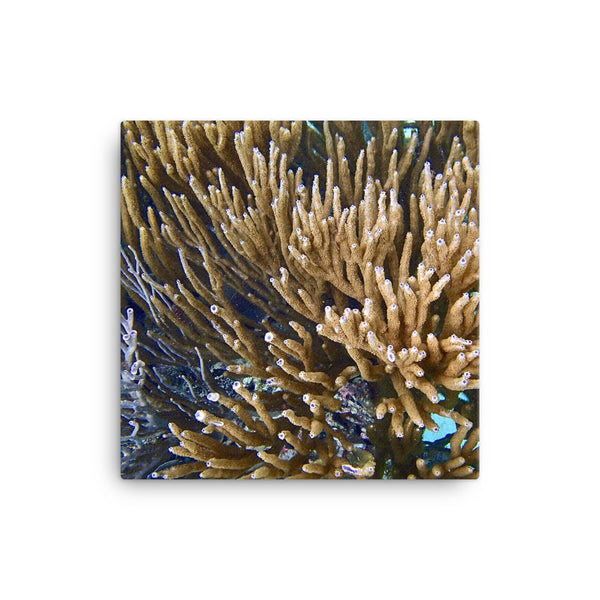 Canvas- Soft Coral