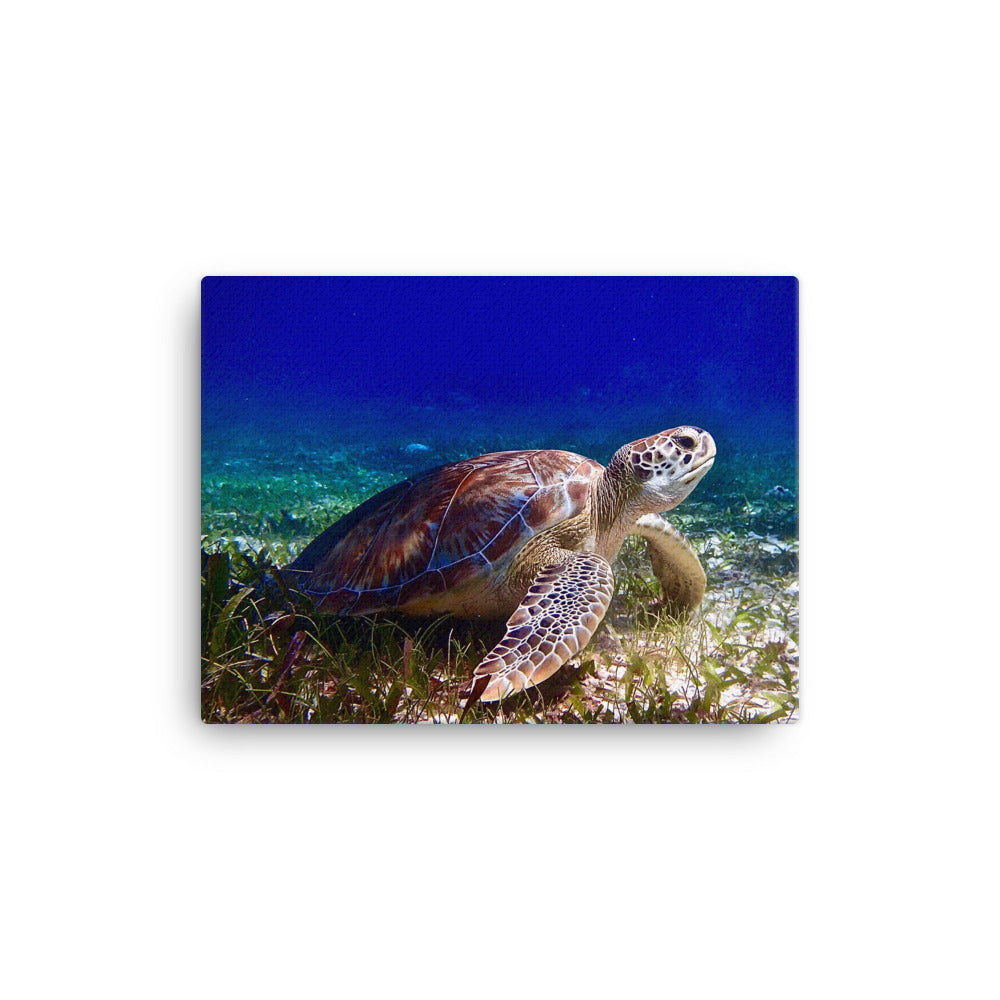 Canvas- Turtle