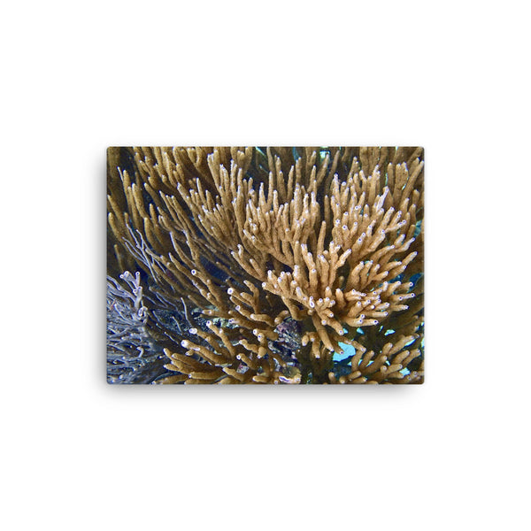 Canvas- Soft Coral