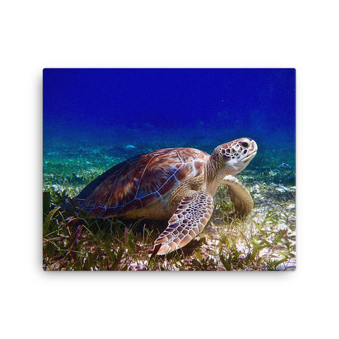Canvas- Turtle