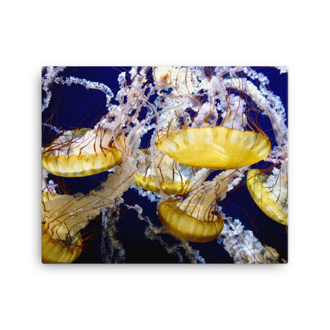 Canvas- Jelly Fish