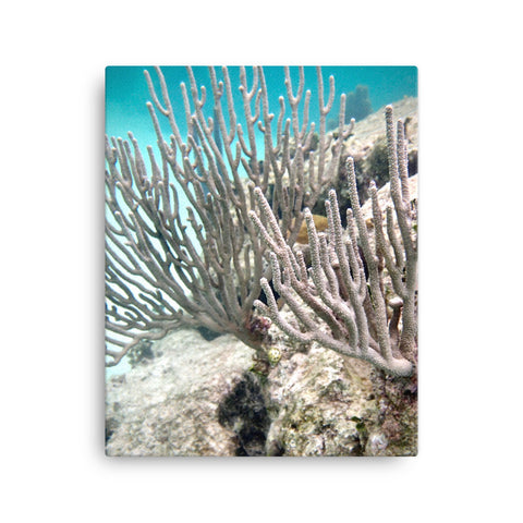 Canvas- Coral