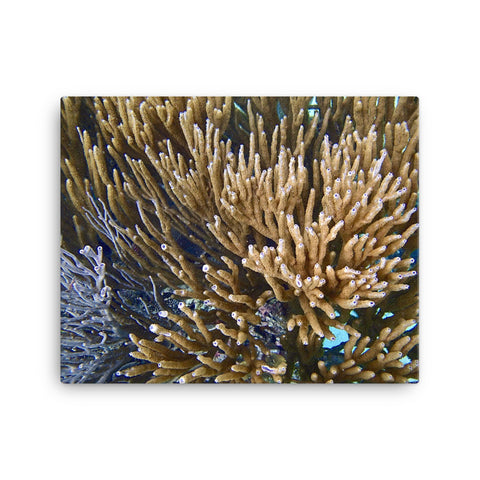 Canvas- Soft Coral