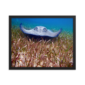 Framed print- Stingray