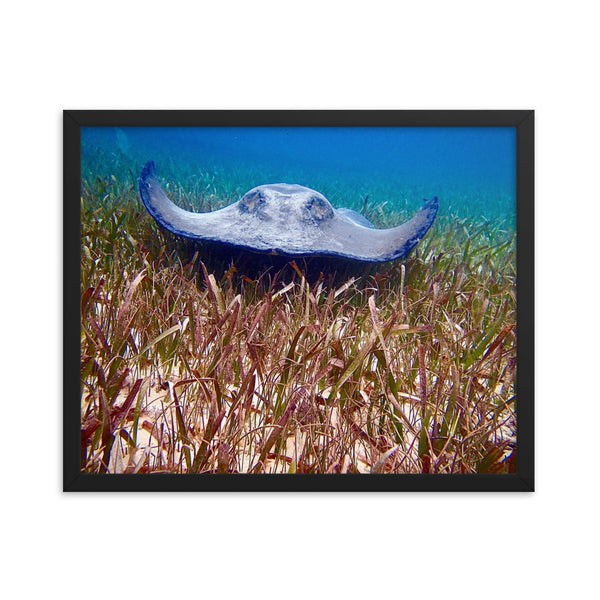 Framed print- Stingray