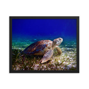 Framed print- Turtle