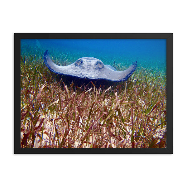 Framed print- Stingray