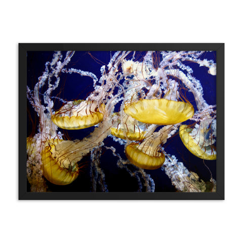 Framed print- Jelly Fish