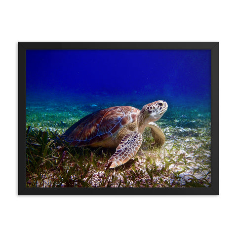 Framed print- Turtle