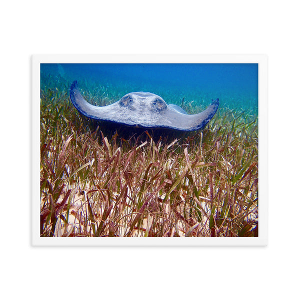 Framed print- Stingray