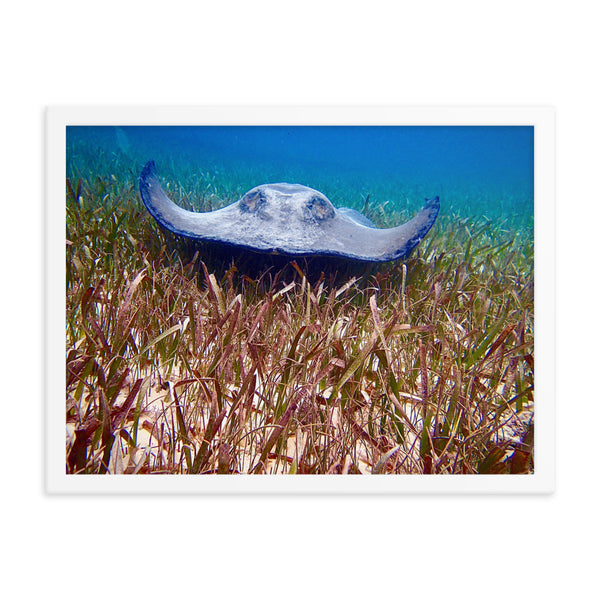 Framed print- Stingray