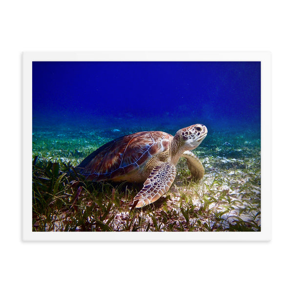 Framed print- Turtle