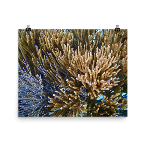 Print- Soft Coral